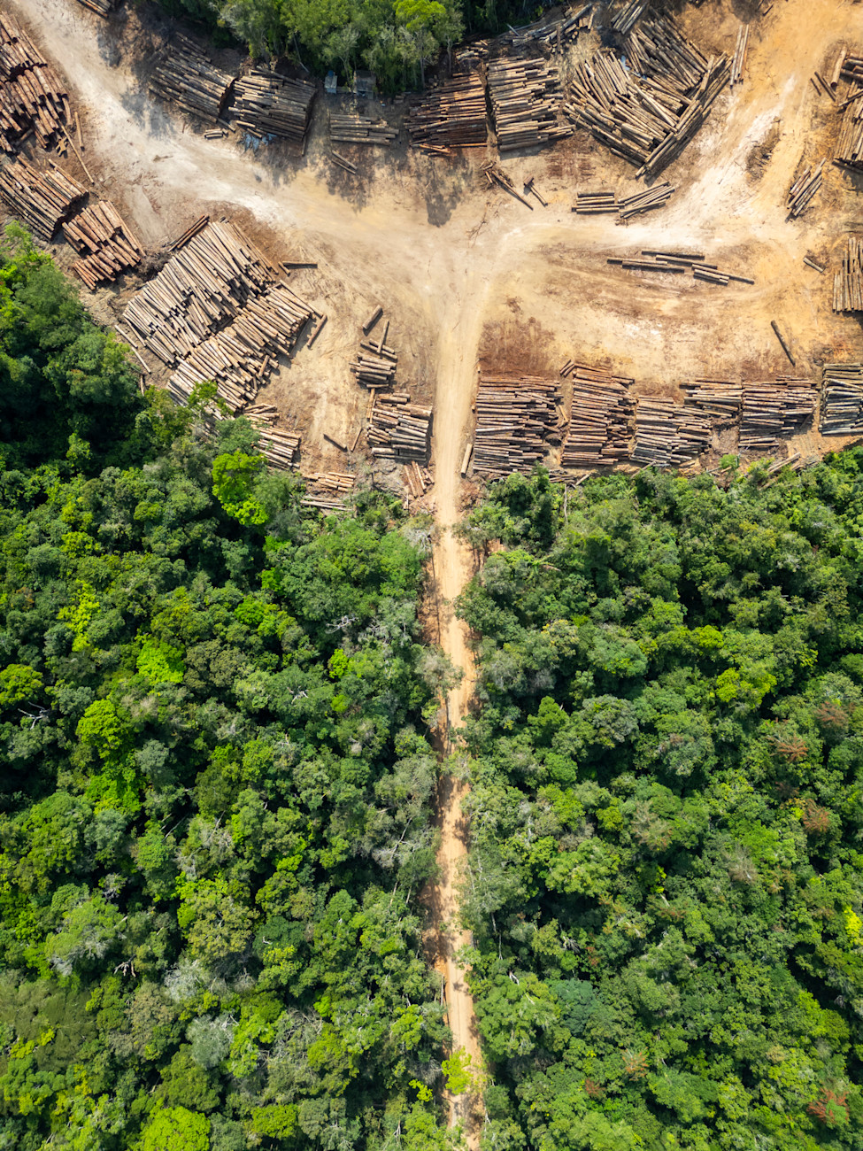 deforestation