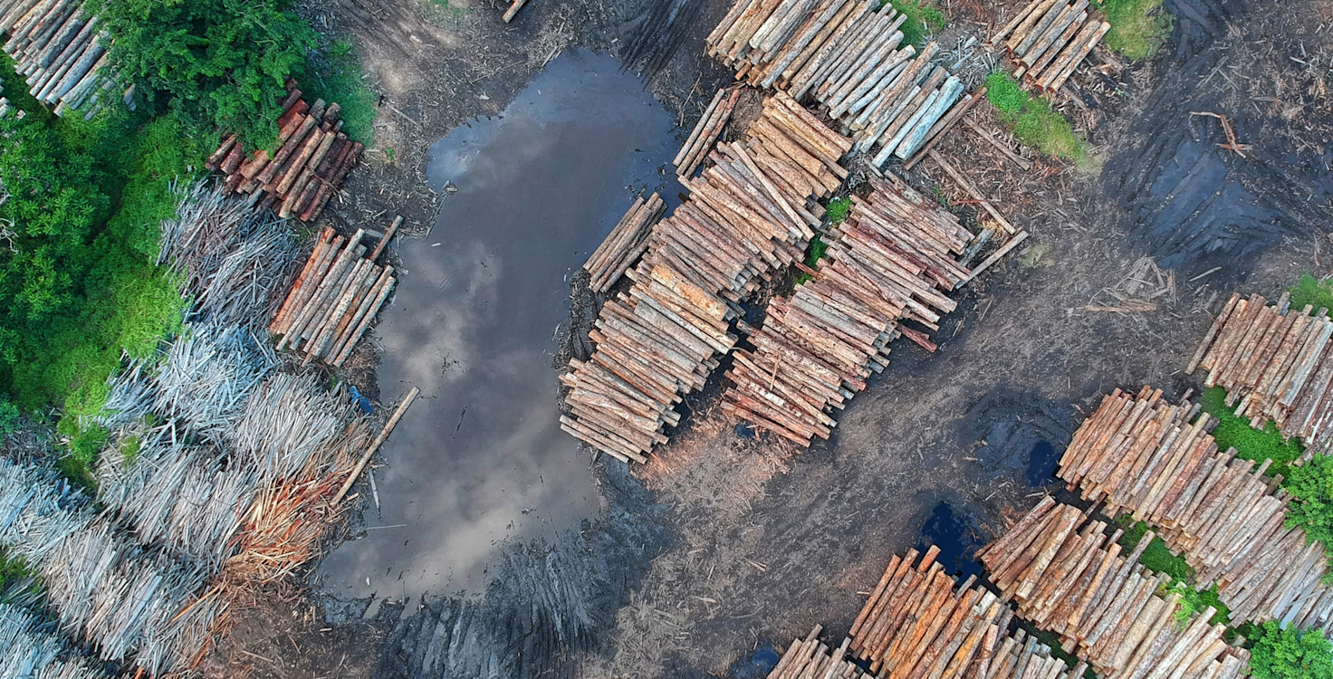 Deforestation-9.jpg
