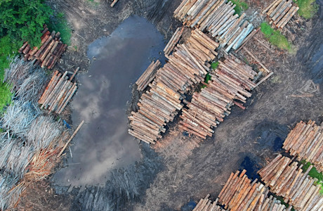 Deforestation-9.jpg