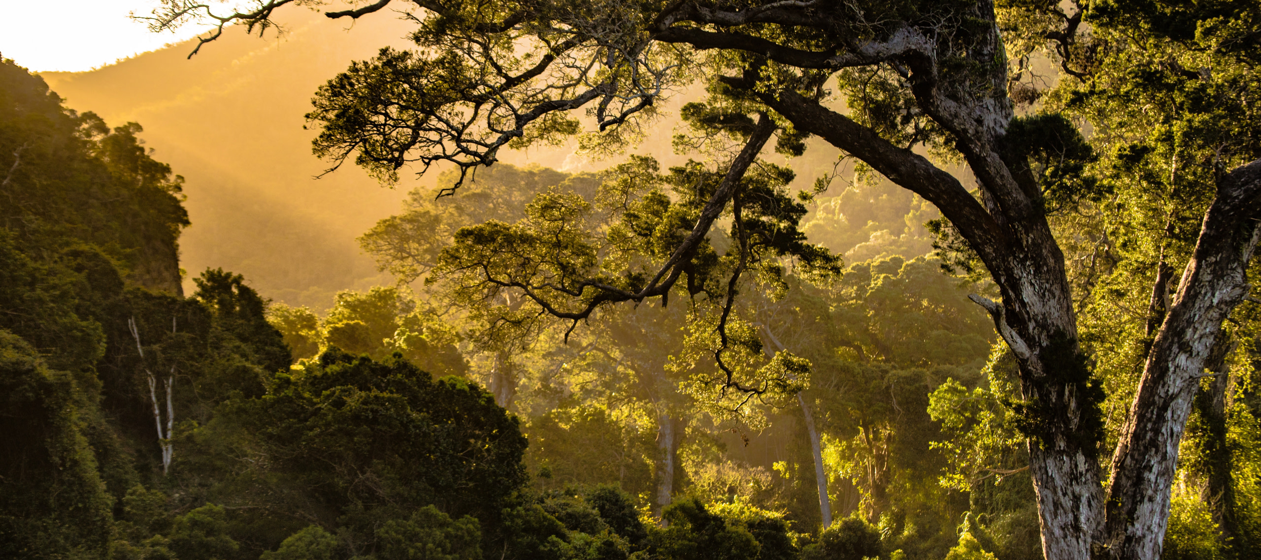 Deforestation in the Cerrado | FAIRR