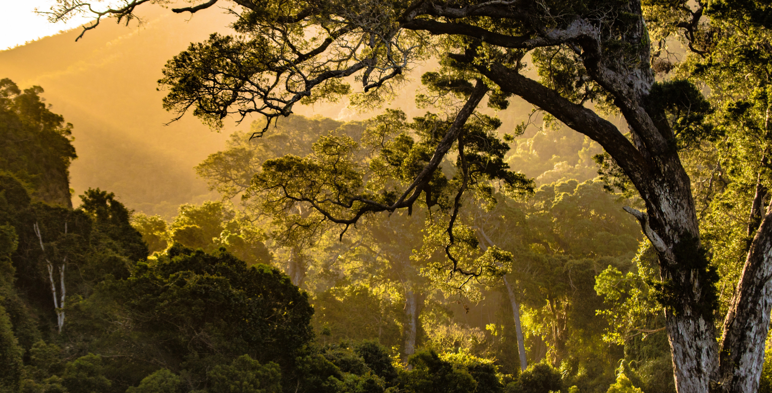 Deforestation in the Cerrado | FAIRR