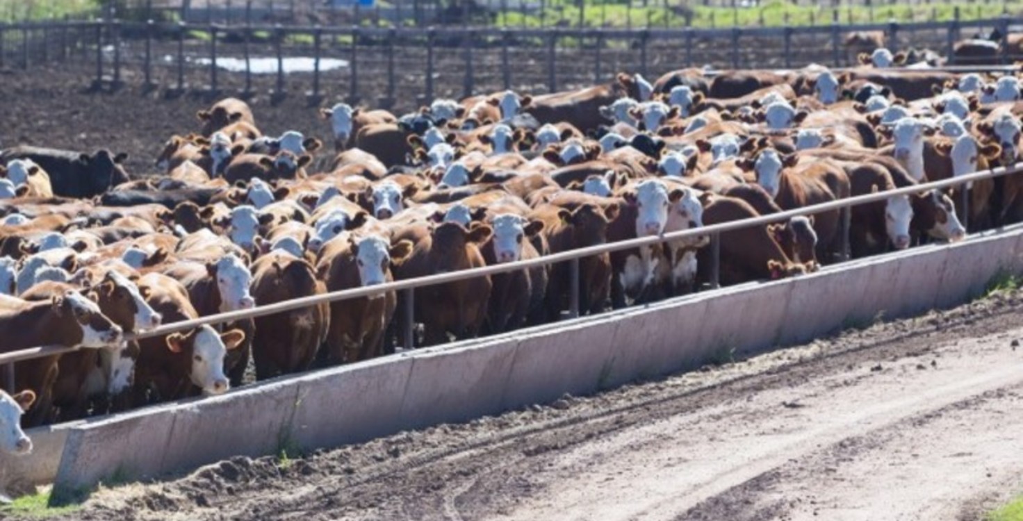 Cows