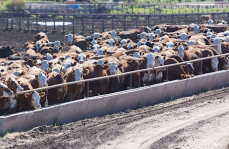 Cows