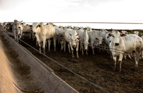 manure waste