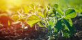 shutterstock_1323234260-scaled-e1598297001481.jpg