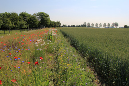 farm