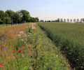 farm