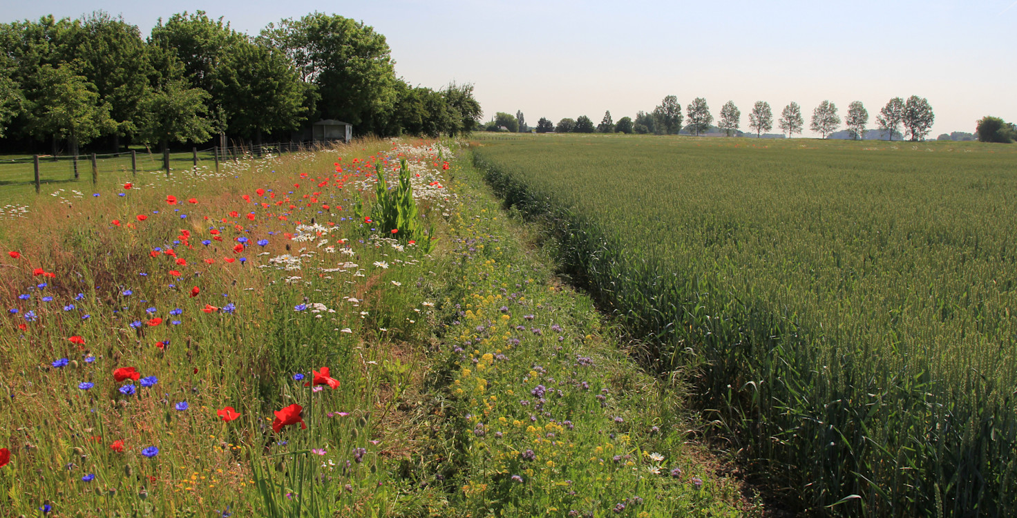 farm