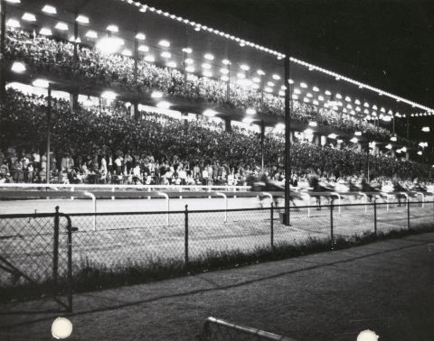 Finish of a race in front of the packed grandstand at Harold Park, February 1966. Credit: John A. Tanner, National Library of Australia.