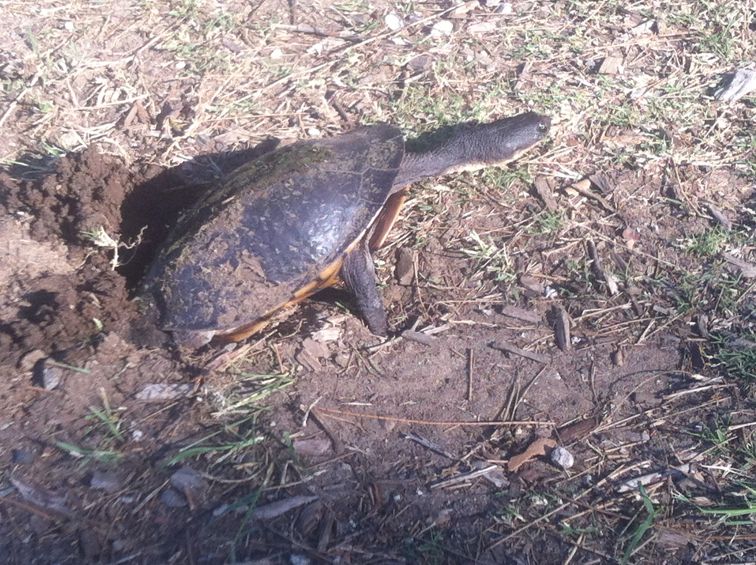 Common snake-necked turtle, Chelodina longicollis