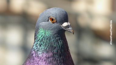 Close-up of a pigeon with iridescent feathers around the neck.