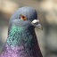 Close-up of a pigeon with iridescent feathers around the neck.