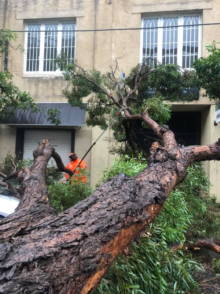 Image description: SES worker wearing orange high visibility clothing cleans up a fallen tree, which has landed on the hood of a parked car next to a suburban building.