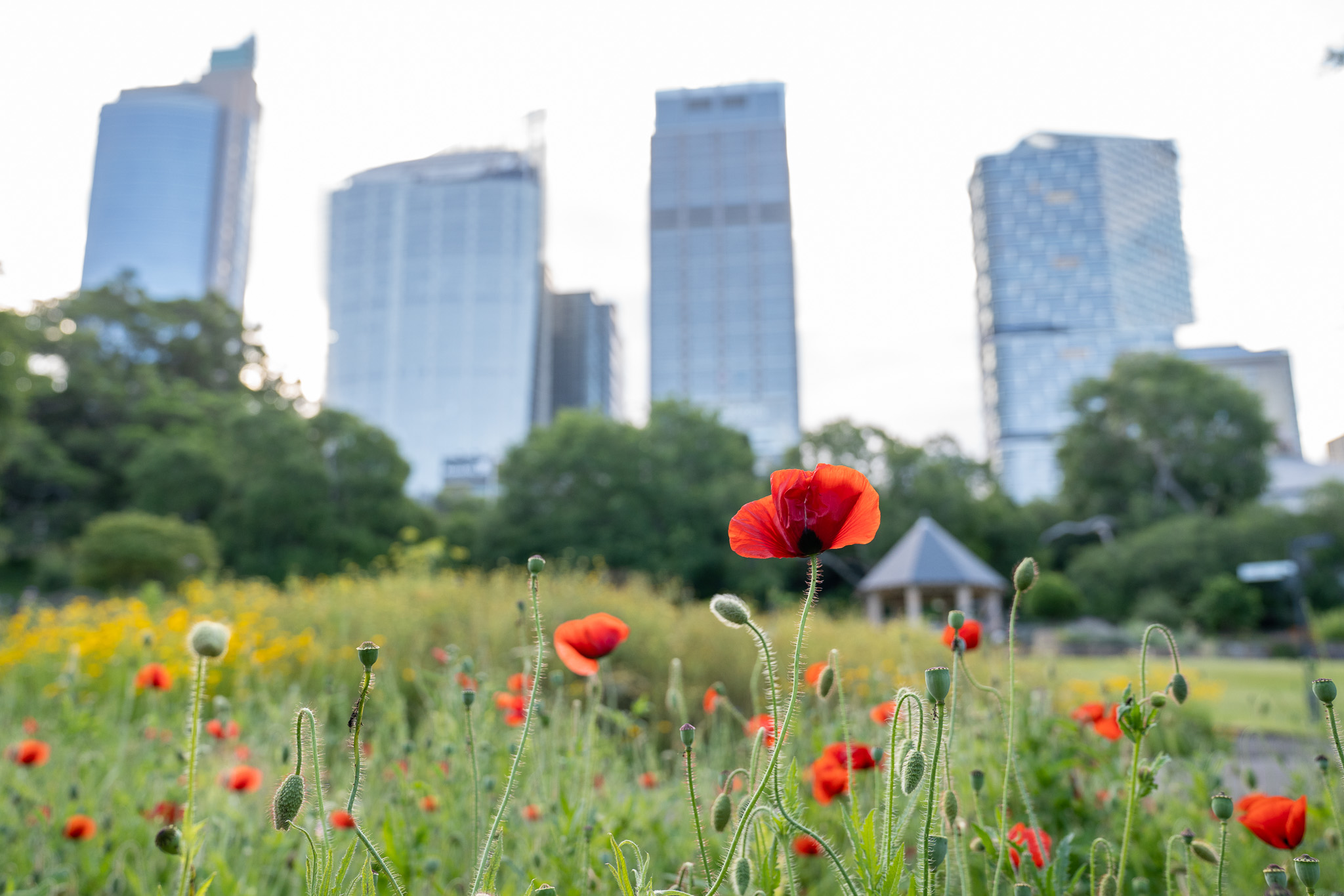 Red poppies are commonly worn on Remembrance Day. Abril Felman, City of Sydney.