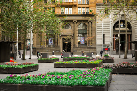Blooms in the city centre