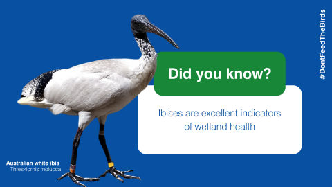 Ibises are excellent indicators of wetland health.