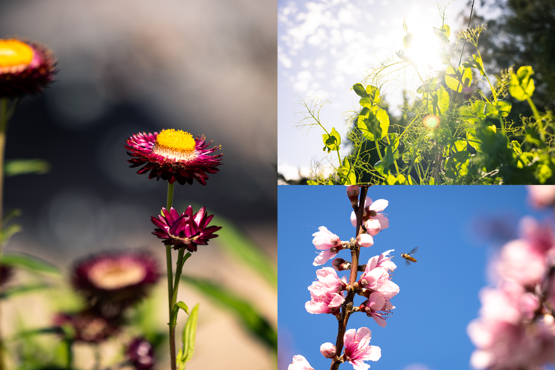 Late winter masquerading as early spring in Sydney City Farm. Photo: Chris Southwood, City of Sydney