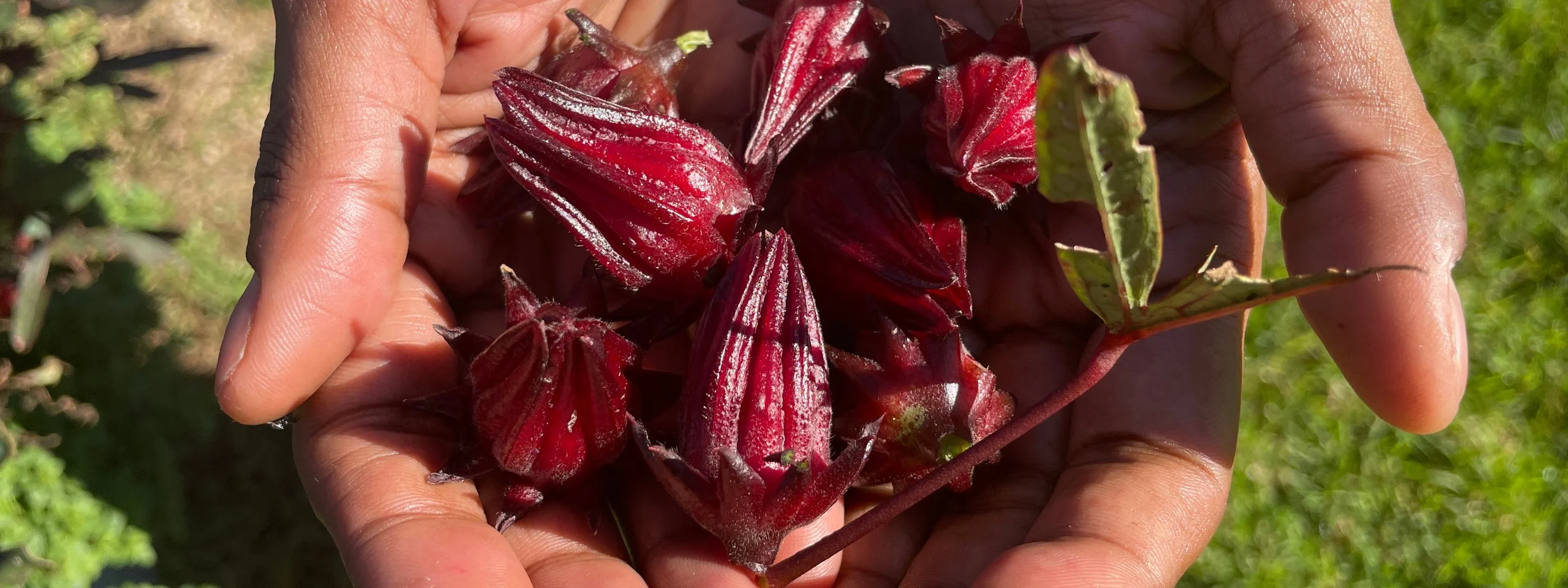 Bush food discovery tour at Sydney City Farm