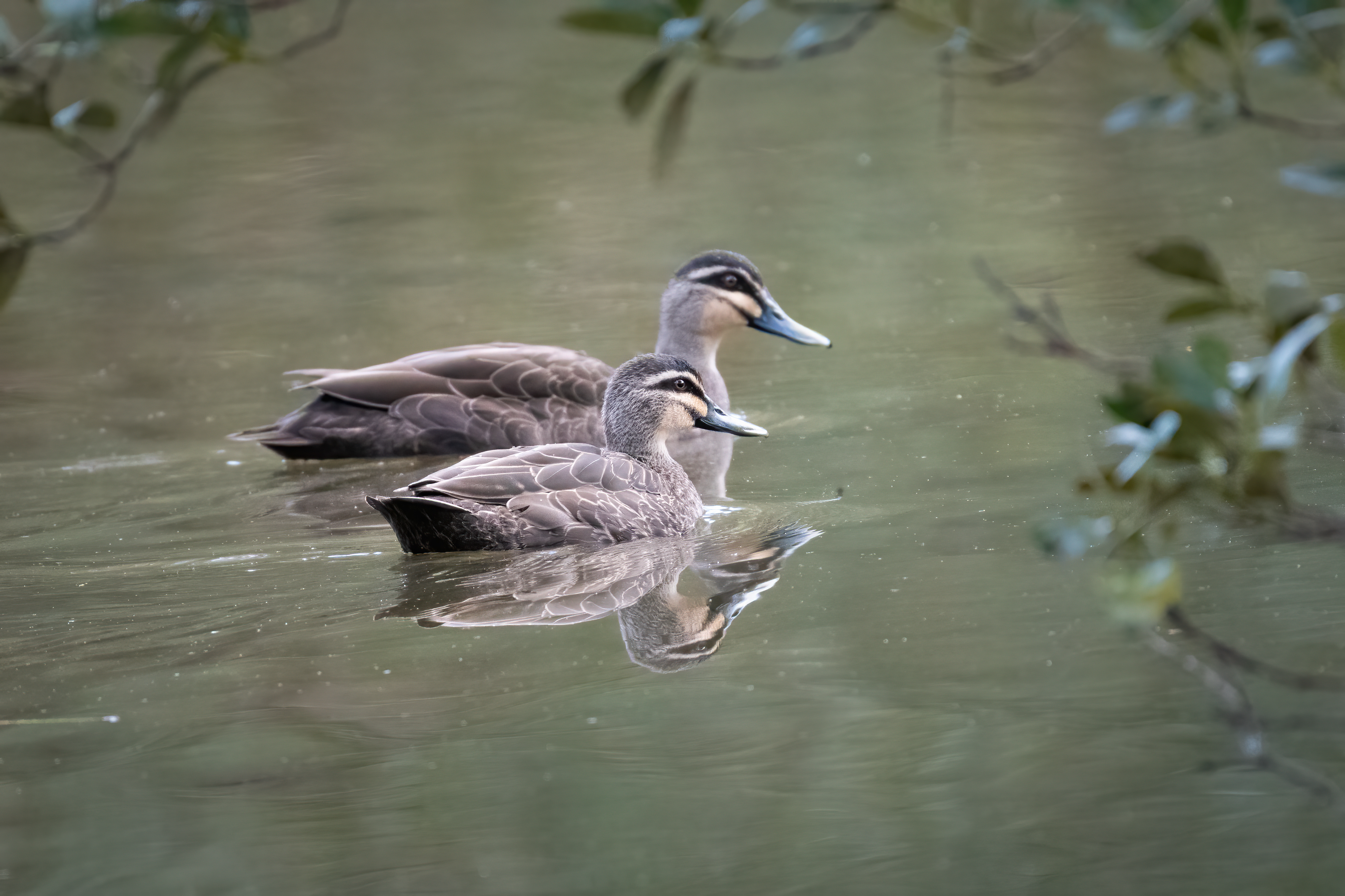 Ducks in Sydney. Photo: Getty 