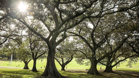 Trees in Moore Park, Sydney