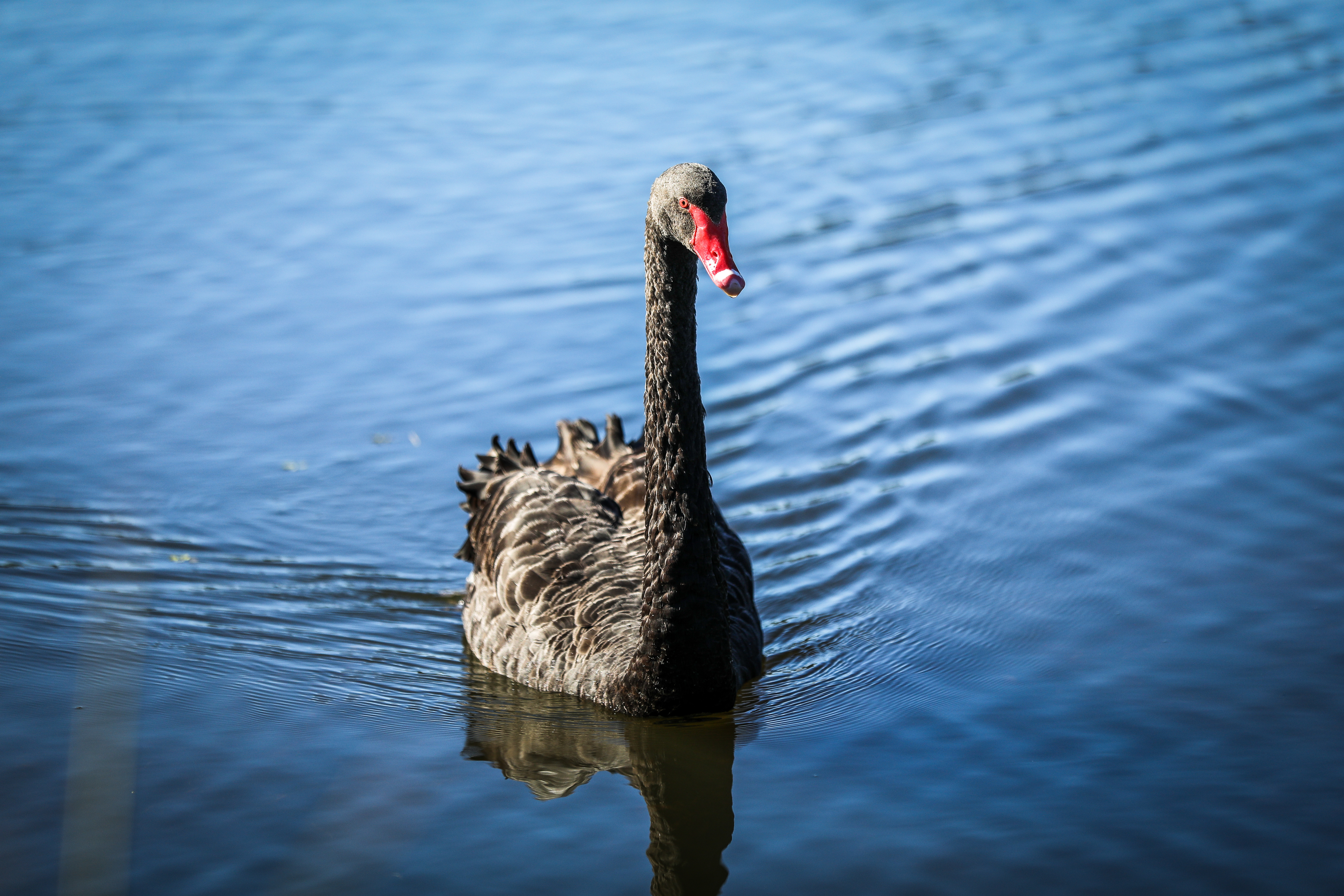 Have you spotted the Sydney Park swans?