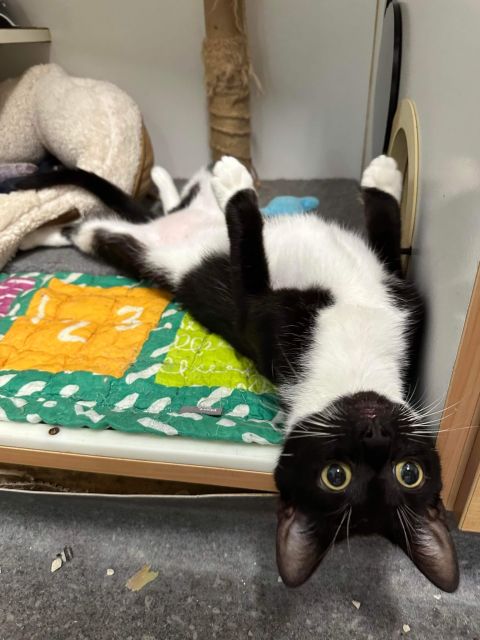 A playful cat called Toot Sweets at the pet shelter.  Image Credit: Sutherland Animal Shelter