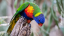A colorful lorikeet perched on a tree branch. #dontfeedthebirds.