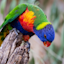 A colorful lorikeet perched on a tree branch. #dontfeedthebirds.