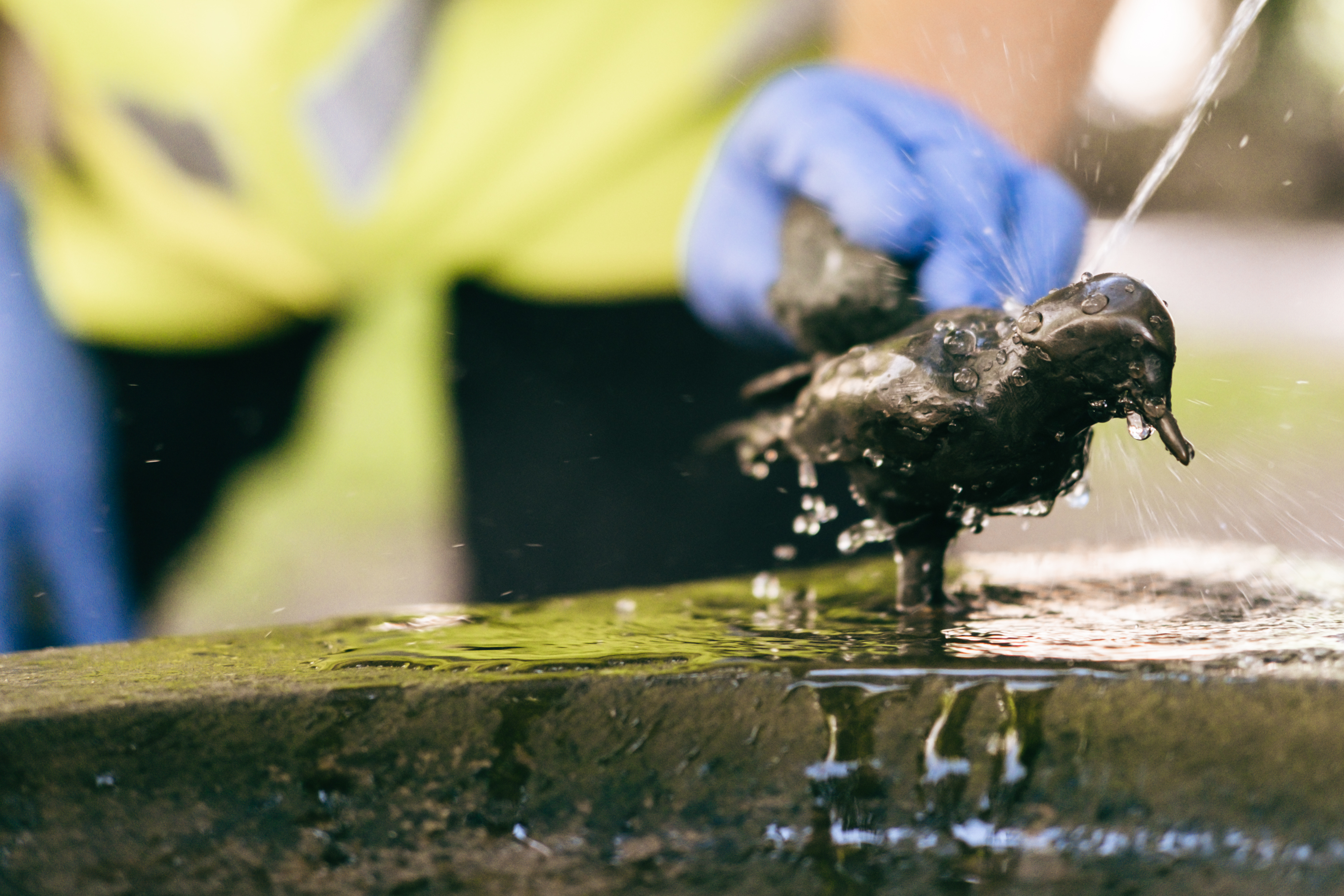 A bird bath for one of the little stars of our City Art Collection. Photo: Chris Southwood / City of Sydney