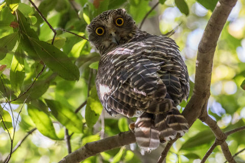 Powerful owls are among the species that would benefit from the nesting boxes. Photo: Getty Images