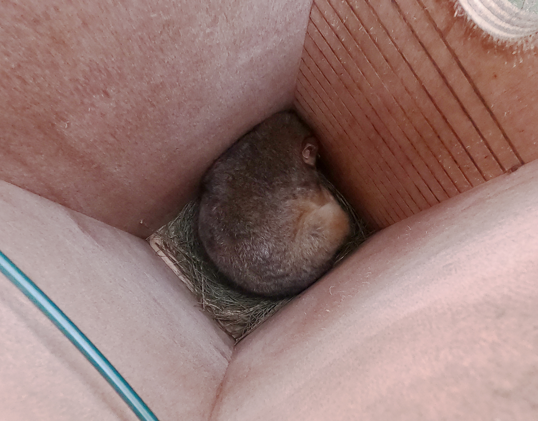 Ringtail possum taking a nap.