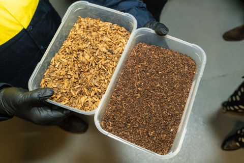 The tray on the left shows the dried larvae that gets sold for animal feed. The tray on the right is the frass, or larvae manure, that gets sold as fertiliser. Image: Nick Langley / City of Sydney