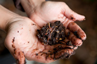 Worms turn organic waste into amazing soil conditioner