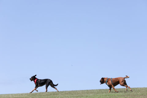 Dogs at Sydney Park