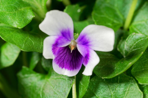 Australian native violets