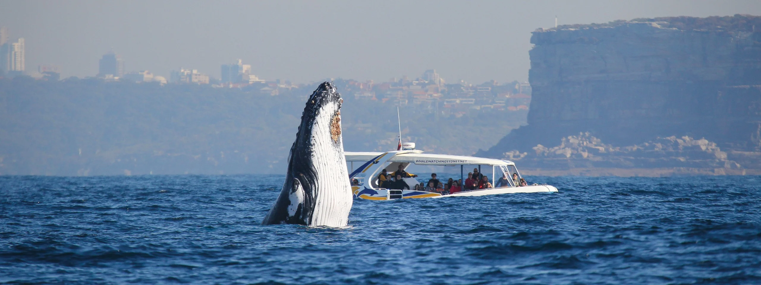 Make the most of the whale watching season