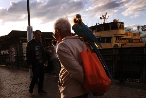 Man With His Parrot, Orson Ferris, Little Sydney Lives 2023