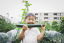 A child in a garden holds and prepares to take a bite from a large cucumber. Apartments are visible in the background.