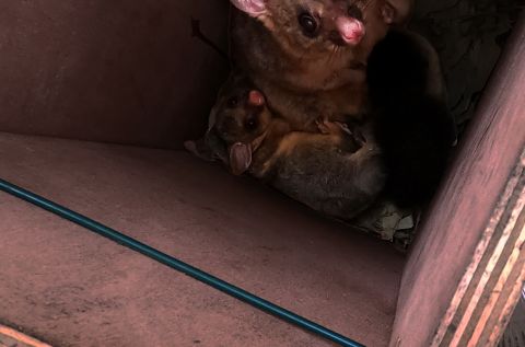 Brushtail possum and baby