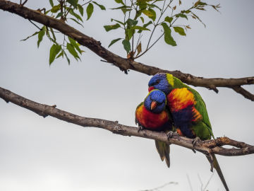 A pair of colorful rainbow lorikeets on a tree branch, one grooming another. Photo: Getty Images