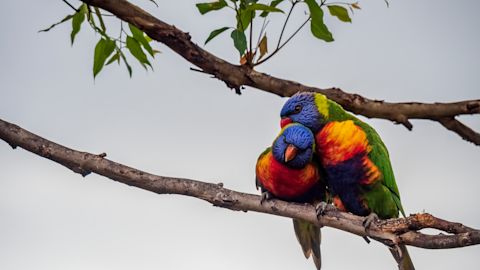 A pair of colorful rainbow lorikeets on a tree branch, one grooming another. Photo: Getty Images