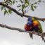 A pair of colorful rainbow lorikeets on a tree branch, one grooming another. Photo: Getty Images