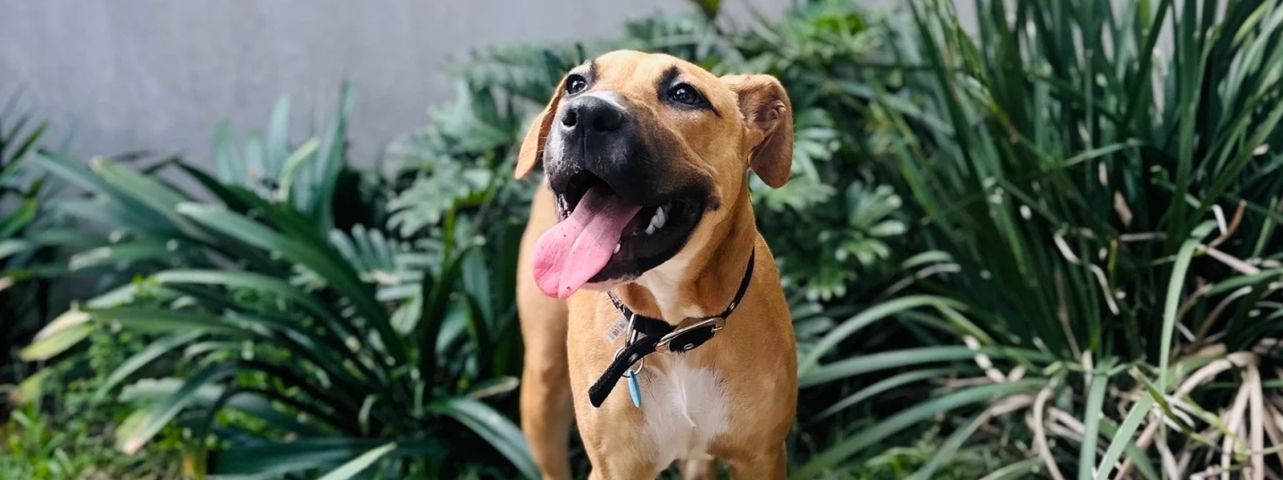 Beautiful dogs and cats are waiting to meet you at our animal shelter open day