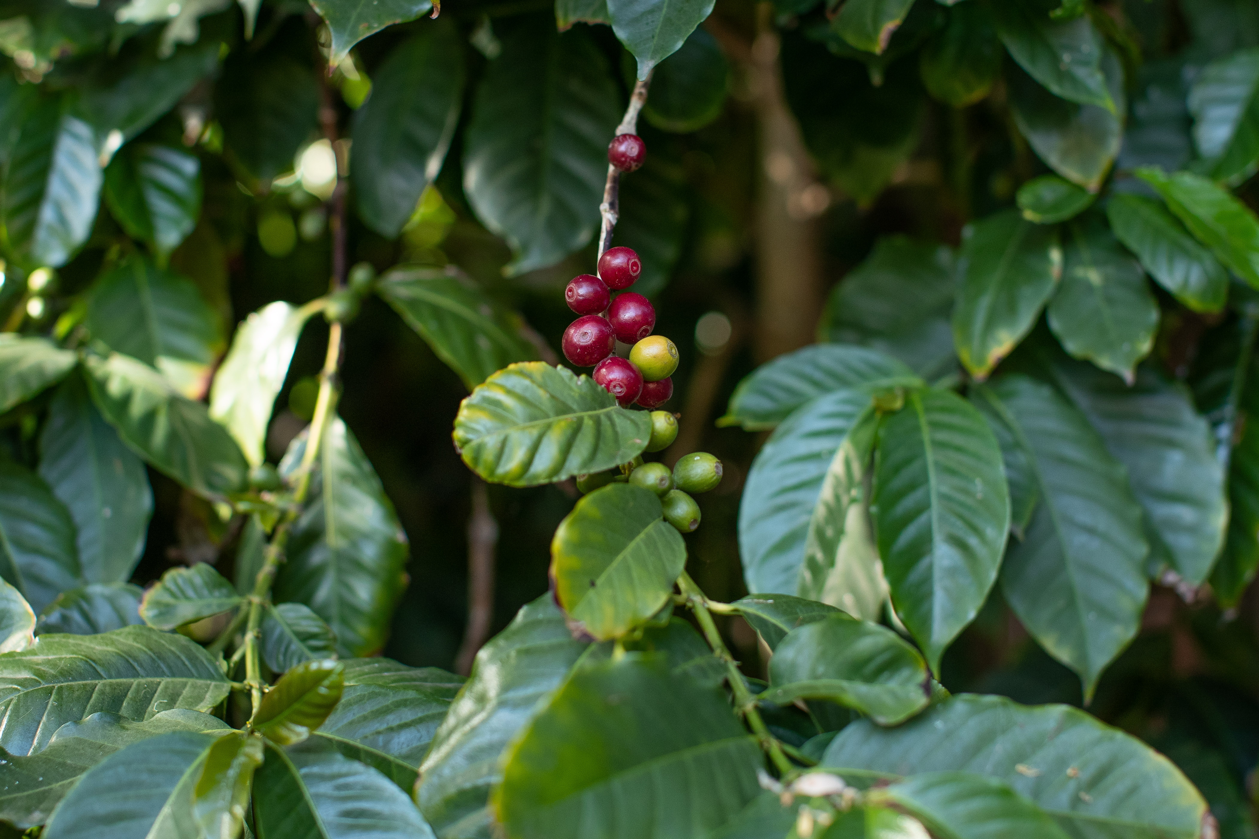 Perhaps these coffee cherries at James Street Reserve will find their way into another Christmas party tiramisu. Credit: Mark Metcalfe