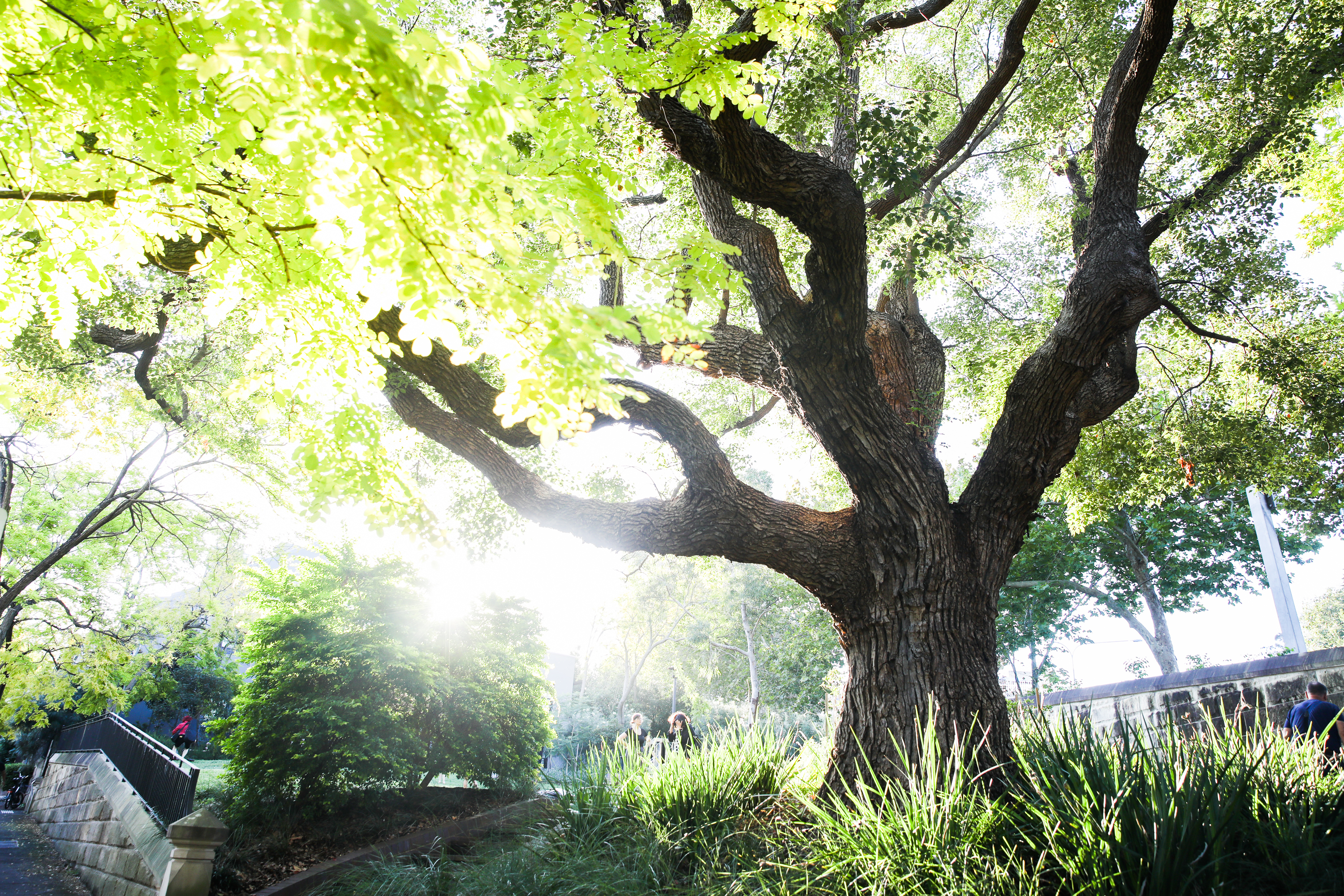 Each year, we plant over 700 trees in our area. Photo: Renee Nowtager, City of Sydney.