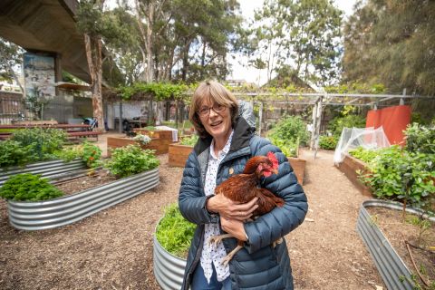 A combination of Covid-19 and chooks has brought a new wave of membership to the Bourke Street Park Community Garden, says coordinator Georgina Bathurst. Credit: Mark Metcalfe