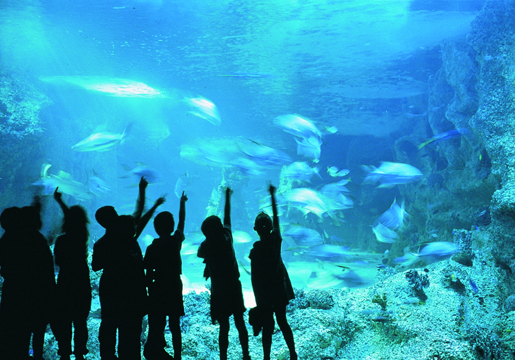 Sea Life Sydney Aquarium