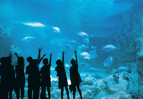 Sea Life Sydney Aquarium