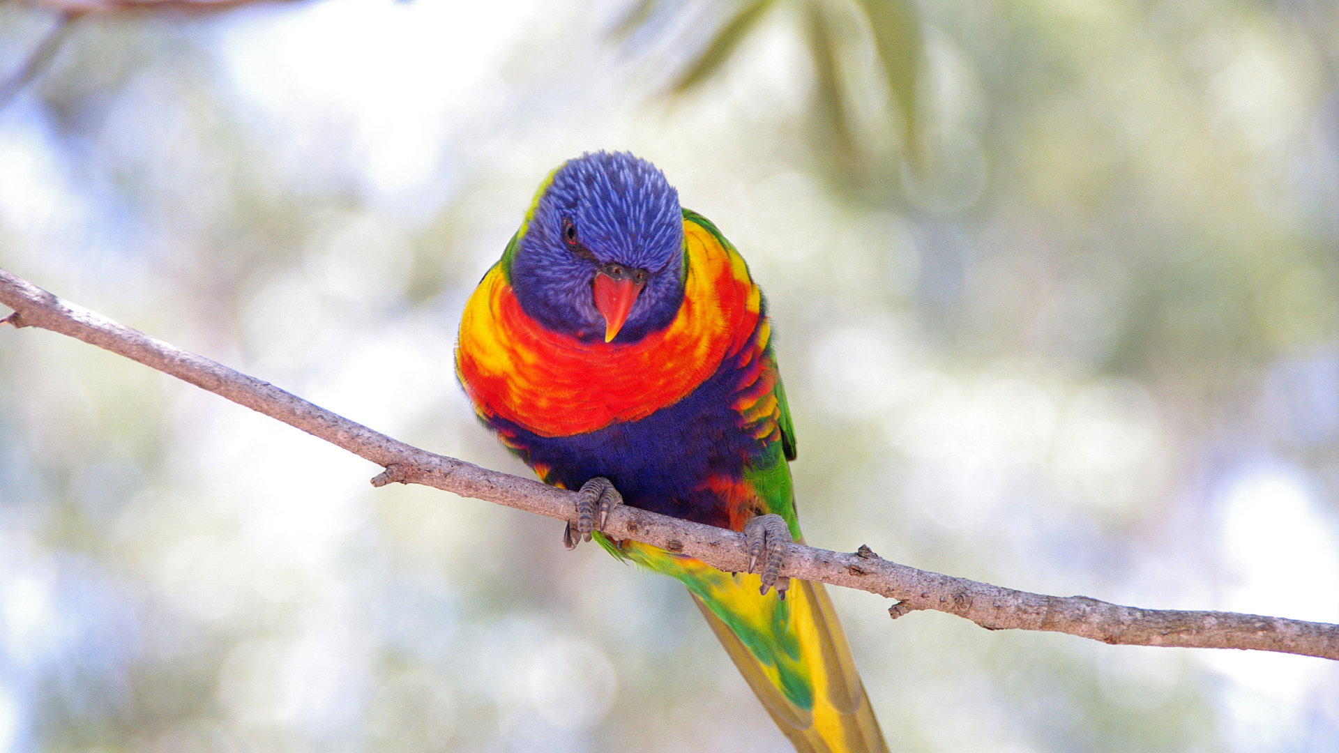 Lorikeet in a tree