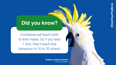 Did you know? Cockatoos will teach skills to their mates. So if you feed 1 bird, they’ll teach that behaviour to 10 to 20 others!